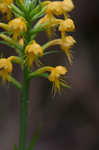 Crested yellow orchid